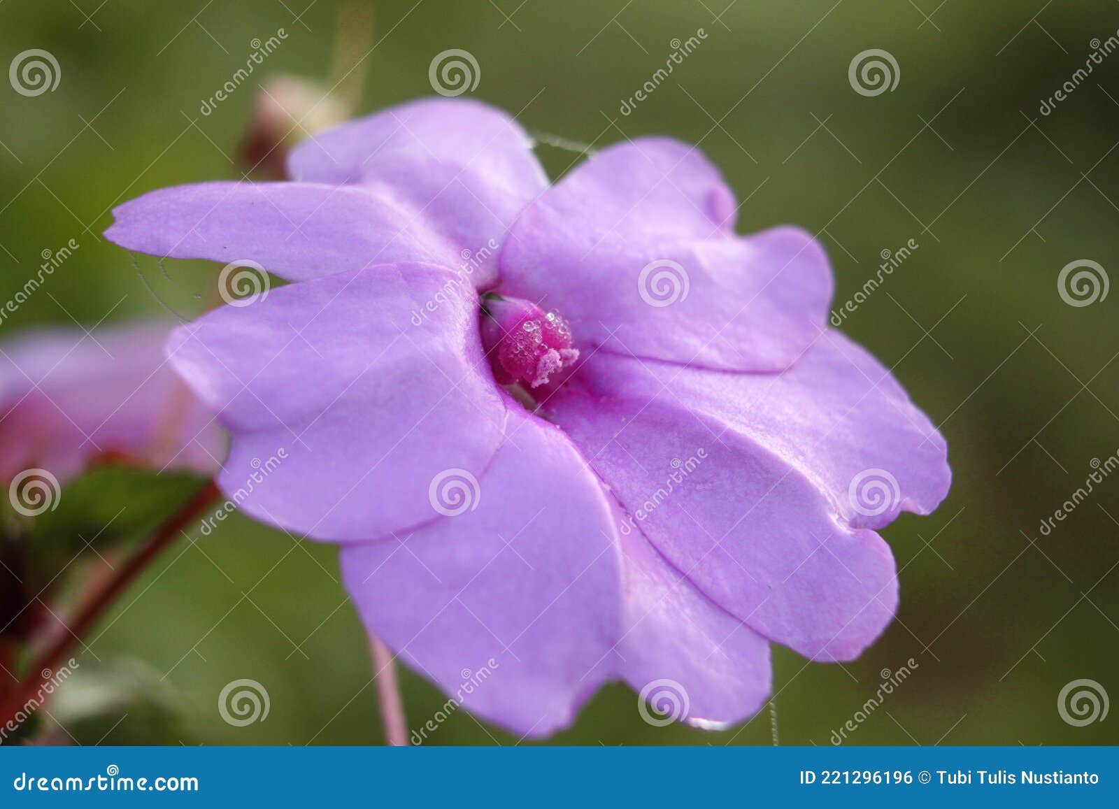 Color Violeta Objeto De Flor Silvestre Naturaleza Fondo Imagen De Fondo Foto de archivo - Imagen de exterior, color: 221296196 Color Violeta Objeto De Flor Silvestre Naturaleza Fondo Imagen De Fondo Foto de archivo - Imagen de exterior, color: 221296196