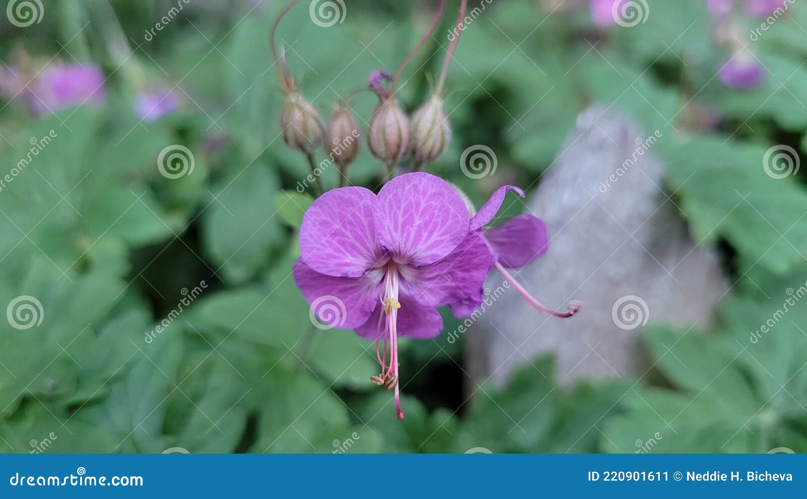 Color Violeta Silvestre En El Jardín Imagen de archivo - Imagen de wildflower, hoja: 220901611 Color Violeta Silvestre En El Jardín Imagen de archivo - Imagen de wildflower, hoja: 220901611