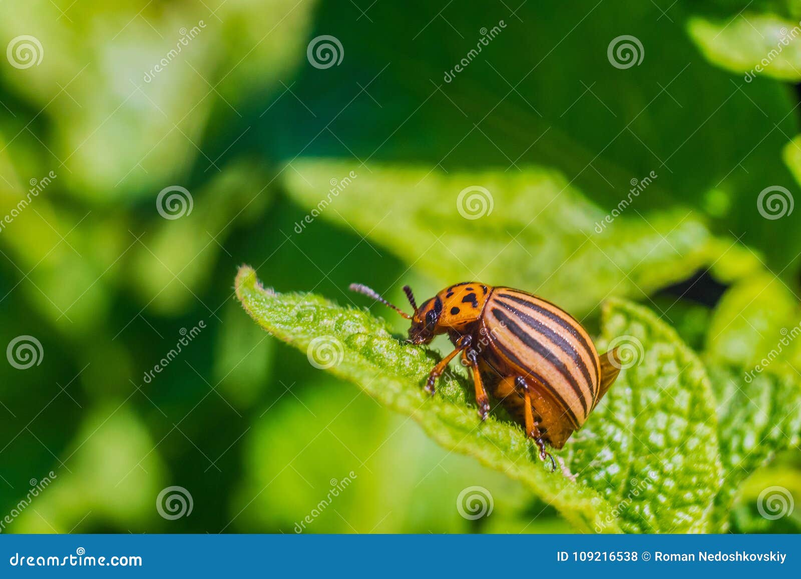 Colorado Beetle Eats Green Potato Leaf Garden Insect Pest Stock