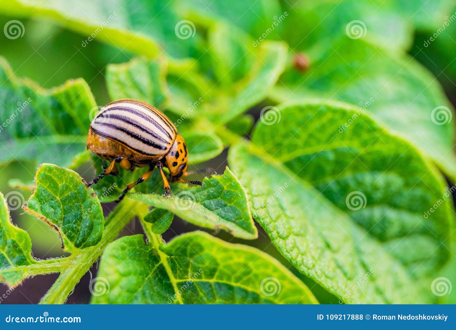 Colorado Beetle Eats Green Potato Leaves Garden Insect Pest