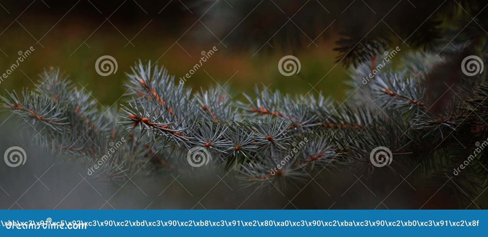 colorado blue spruce branches. pinaceae family. waxy gray-green leaves. autumn landscape.