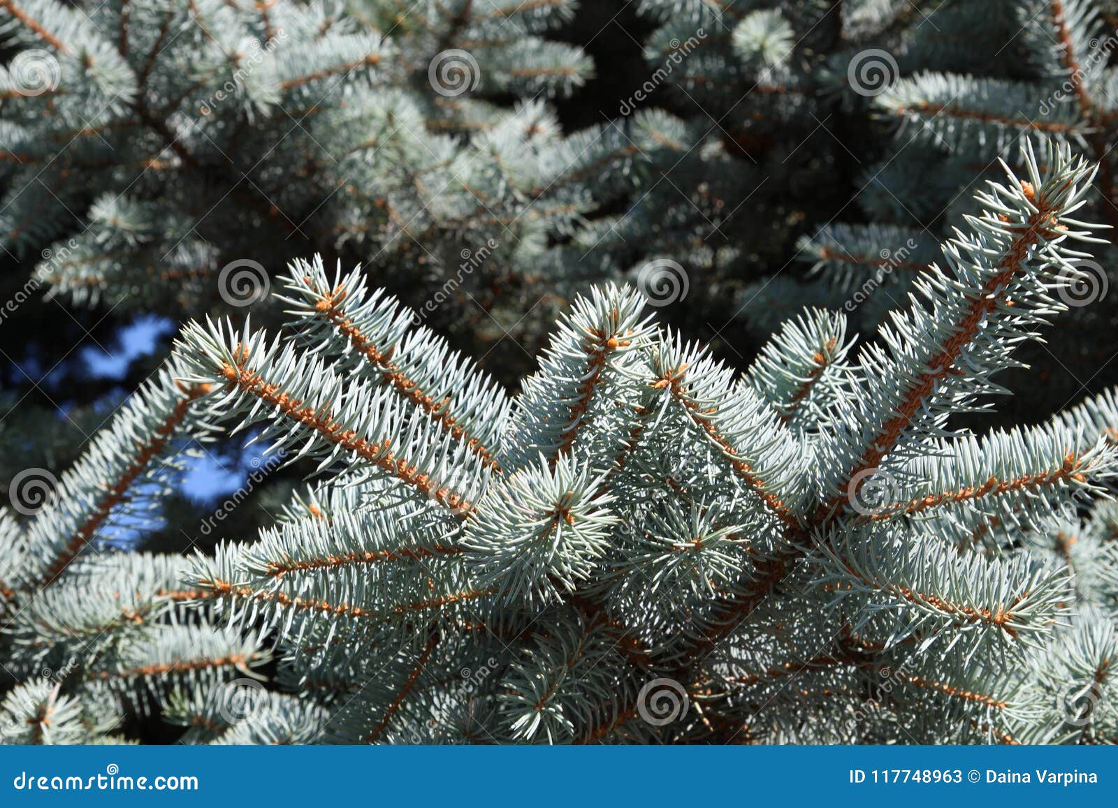Colorado Blue Spruce Tree CloseUp. Christmas Tree Stock Image Image