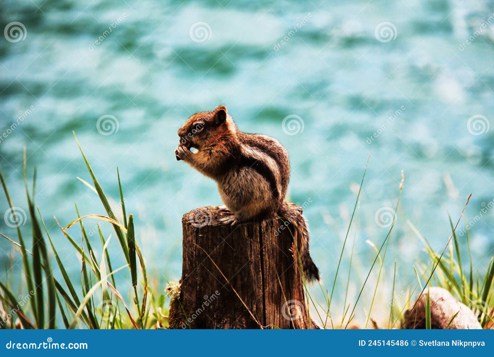 a colorado chipmunk sits on a stump and nibbles nuts