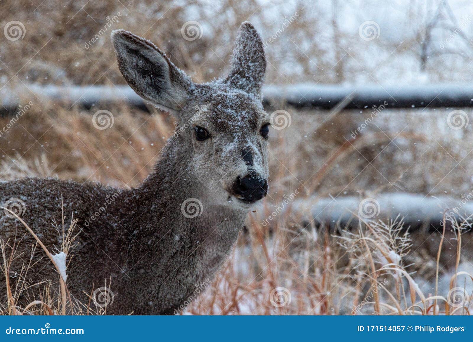 Colorado Deer in Snow Storm Stock Image Image of animal, grassland