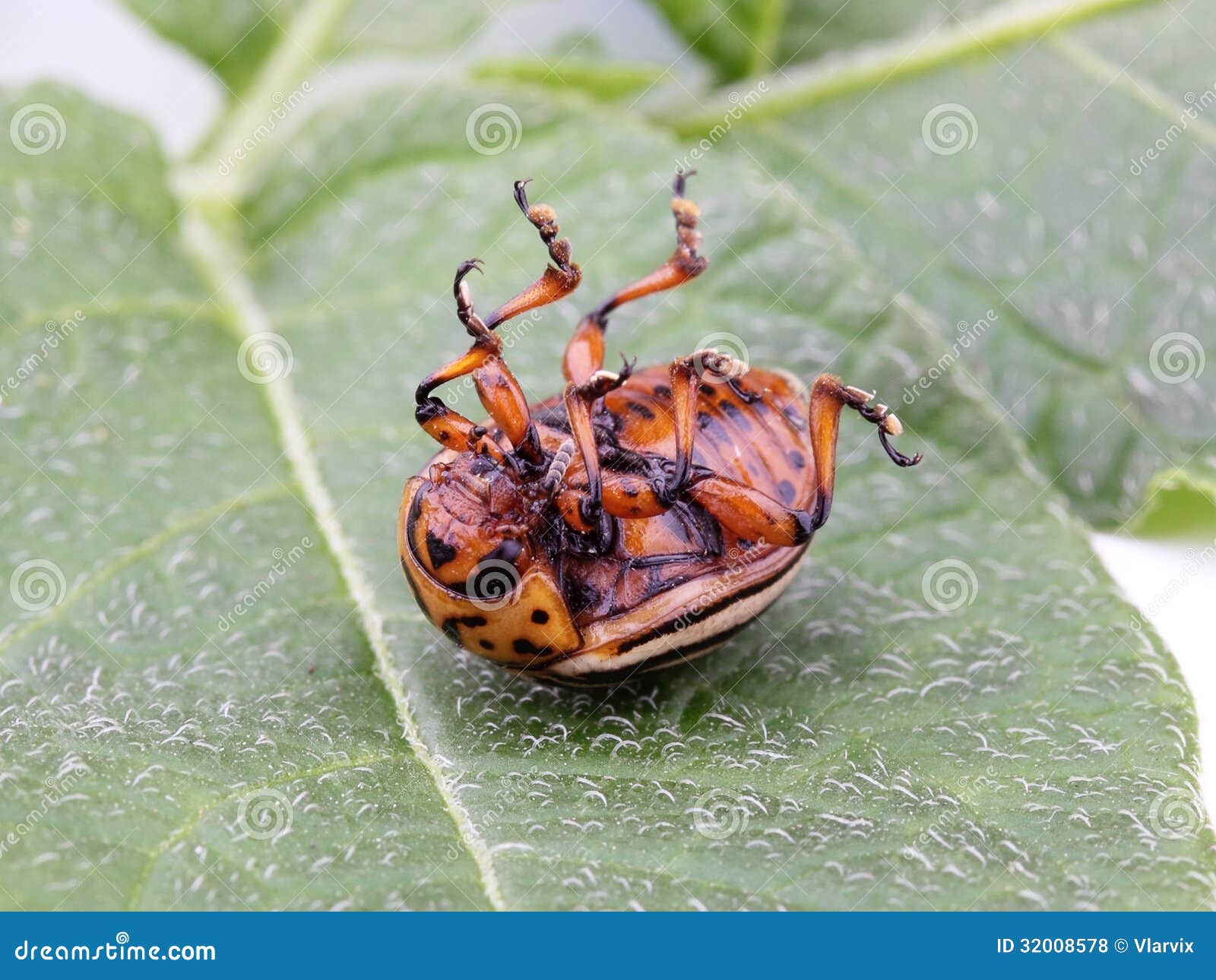 Colorado Potato Beetle Belly Up Stock Photo Image of dead, plant