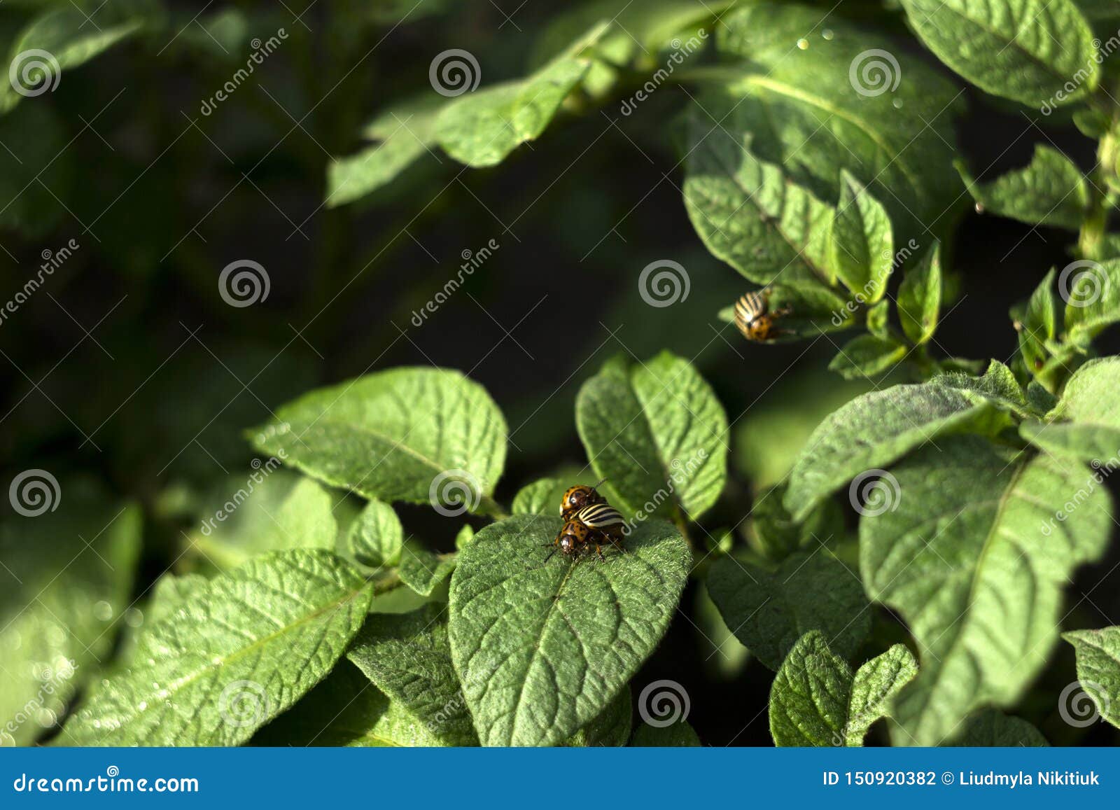 Colorado Potato Beetle Eat The Leaves Of A Flowering Potato A