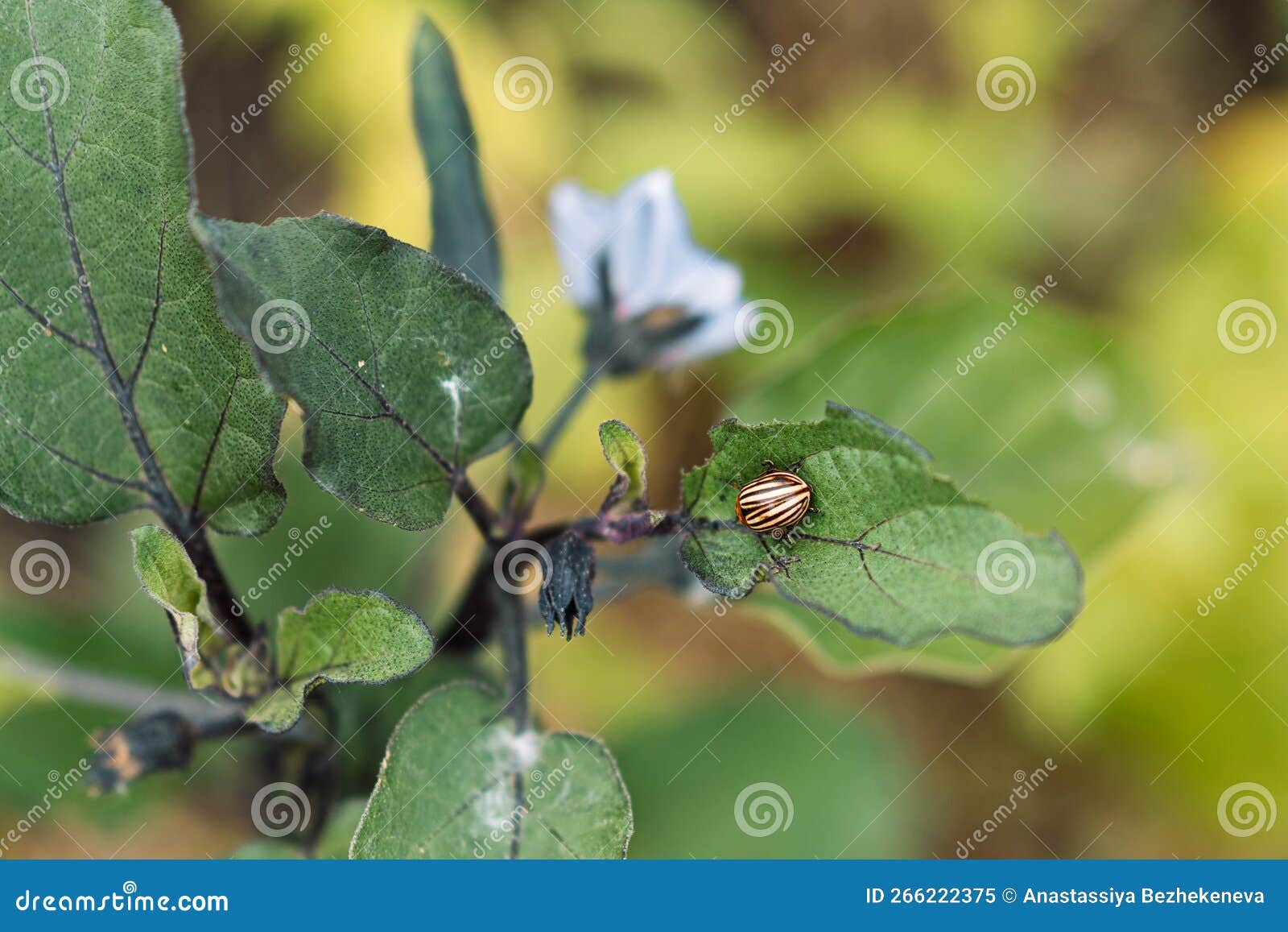 Colorado Potato Beetle Eats Eggplant Leaves Stock Image Image of