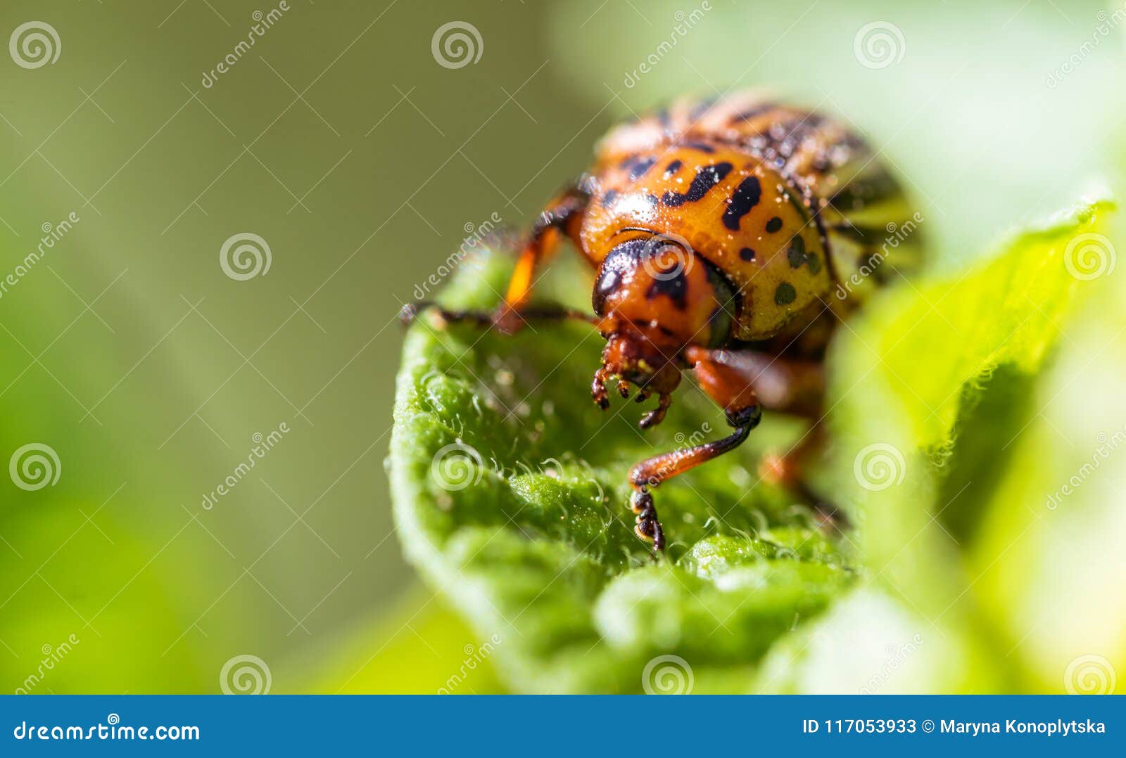 Colorado Beetle Eats Leaves Of Potatoes Fighting Pests In The
