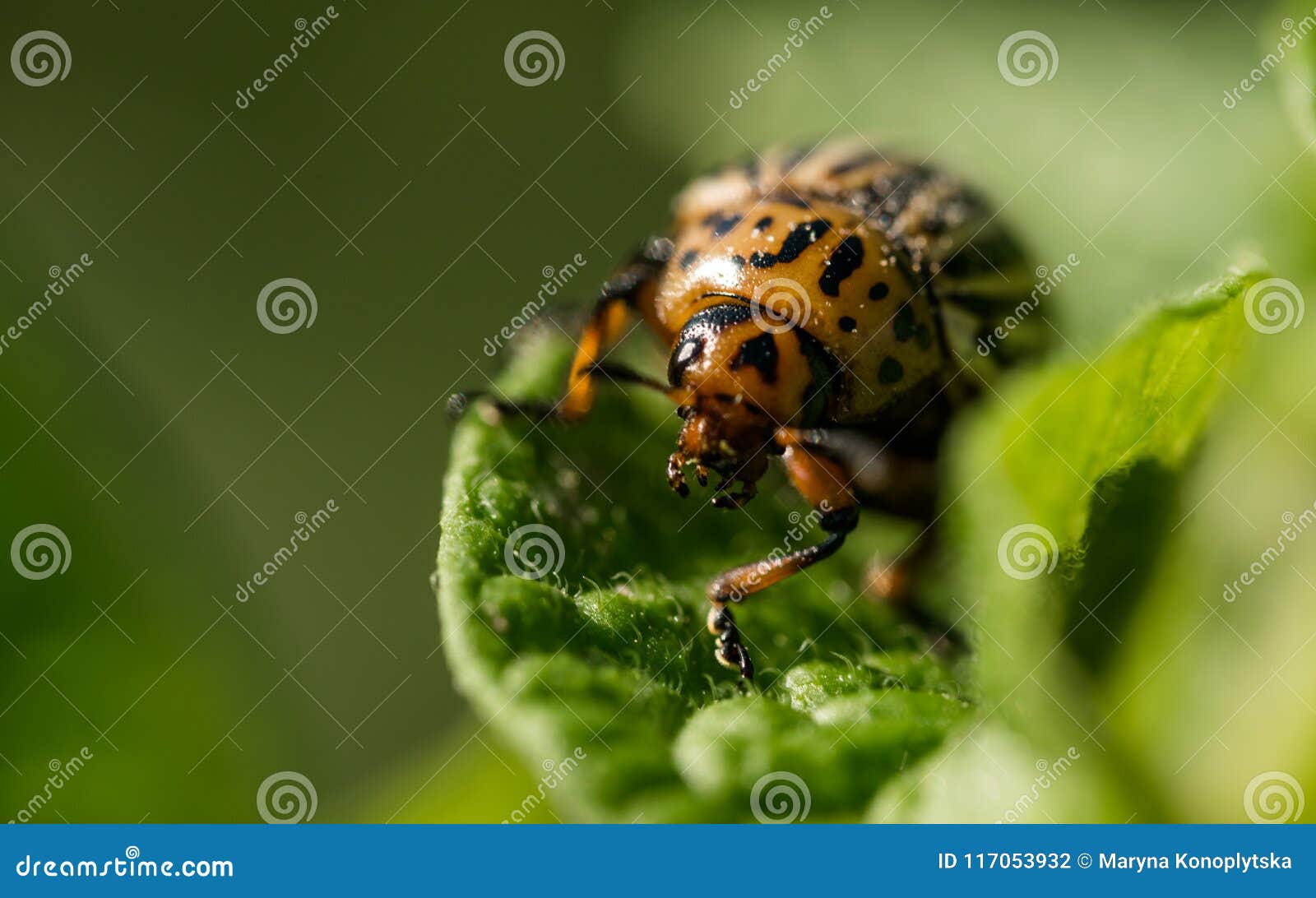 Colorado Potato Beetle Eats Potato Leaves Stock Photo Image Of