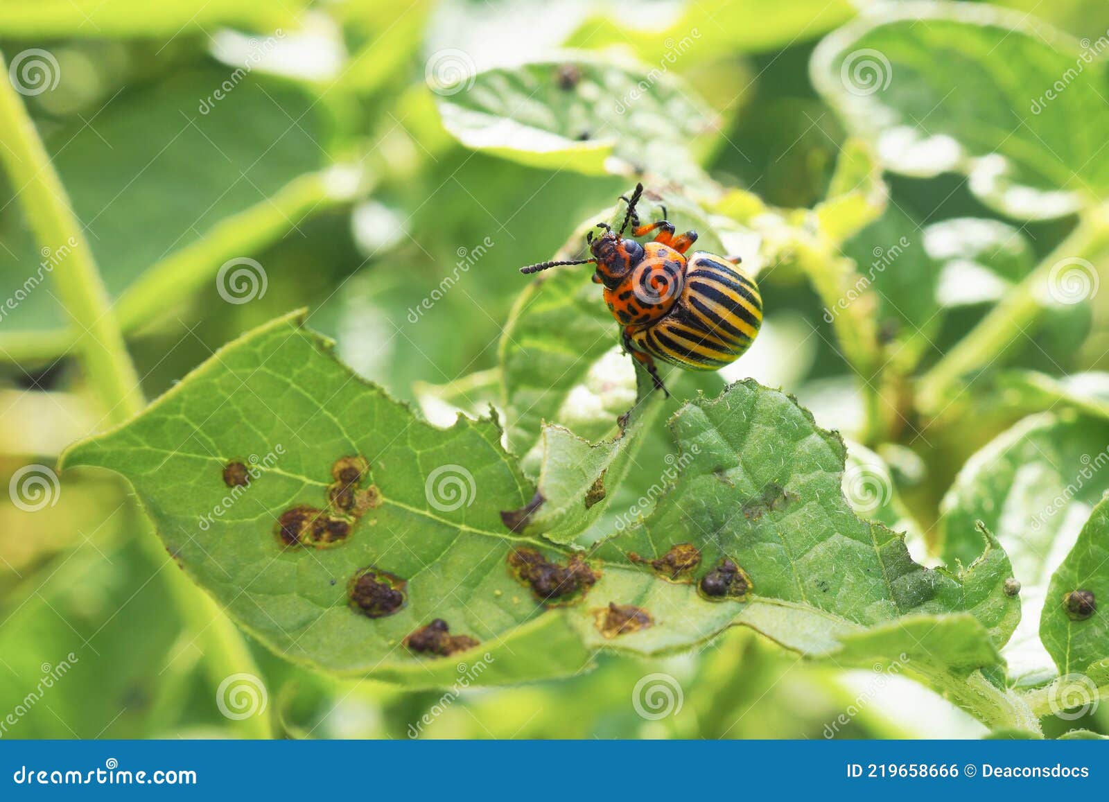 254 Hanging Potato Photos Free Royalty Free Stock Photos From Dreamstime 254 Hanging Potato Photos Free Royalty Free Stock Photos From Dreamstime