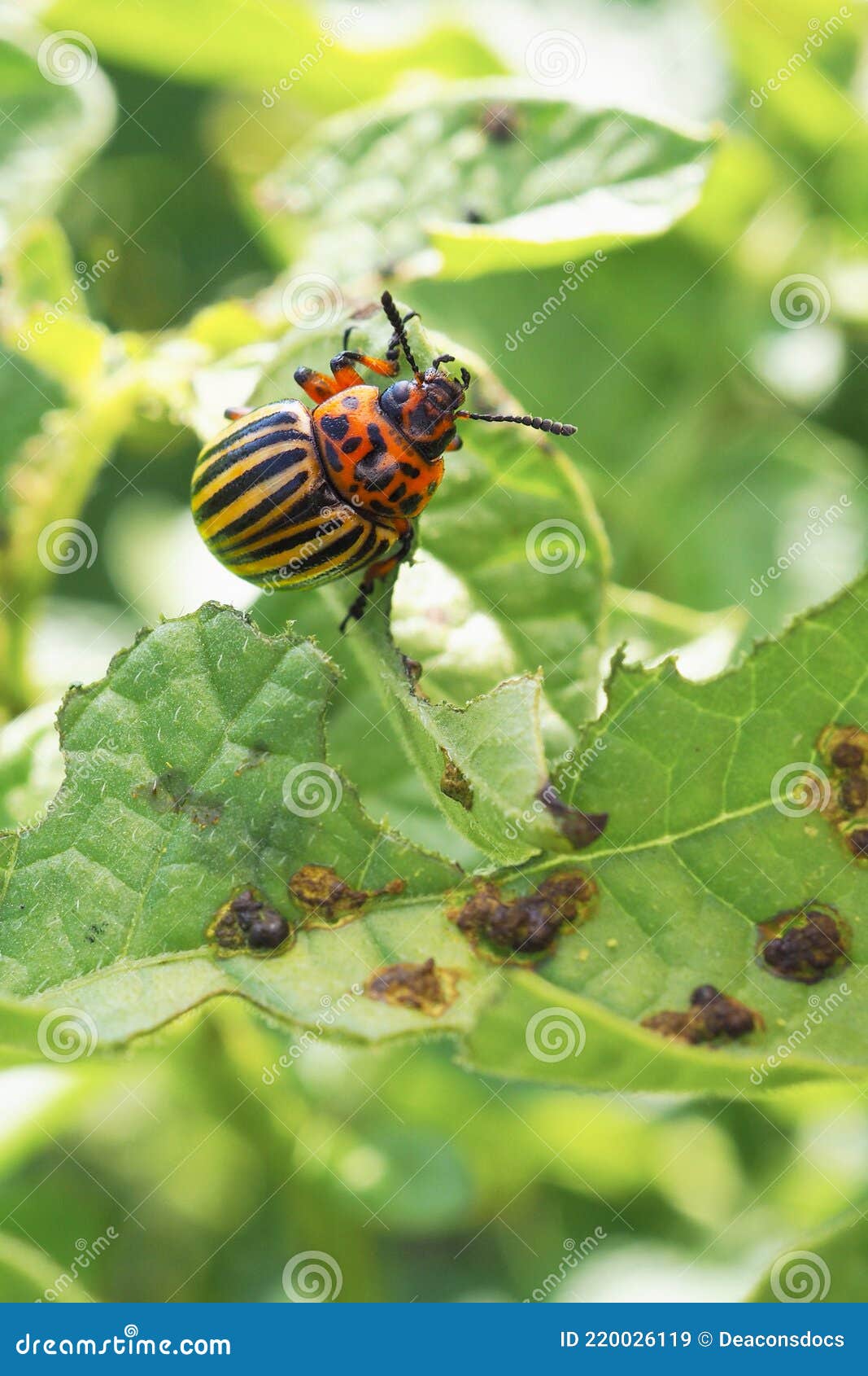 254 Hanging Potato Photos Free Royalty Free Stock Photos From Dreamstime 254 Hanging Potato Photos Free Royalty Free Stock Photos From Dreamstime