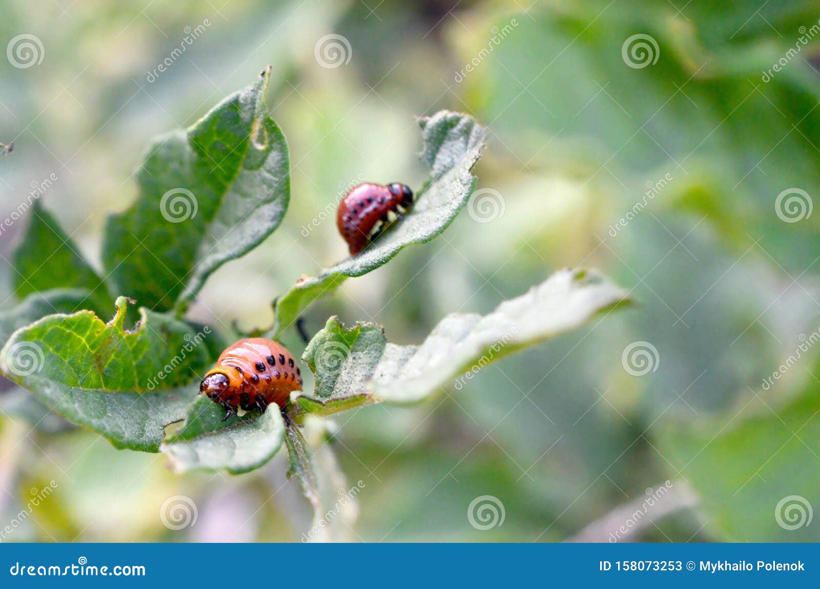 Colorado Potato Beetle Larvae Eat Leaf Of Young Potato Stock Image