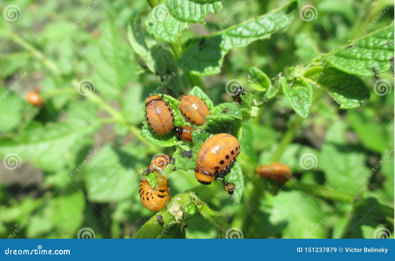 Colorado Potato Beetle Larvae On Young Potato Leaves Numerous