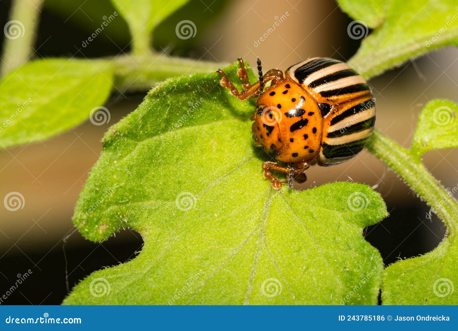 colorado potato beetle - leptinotarsa decemlineata