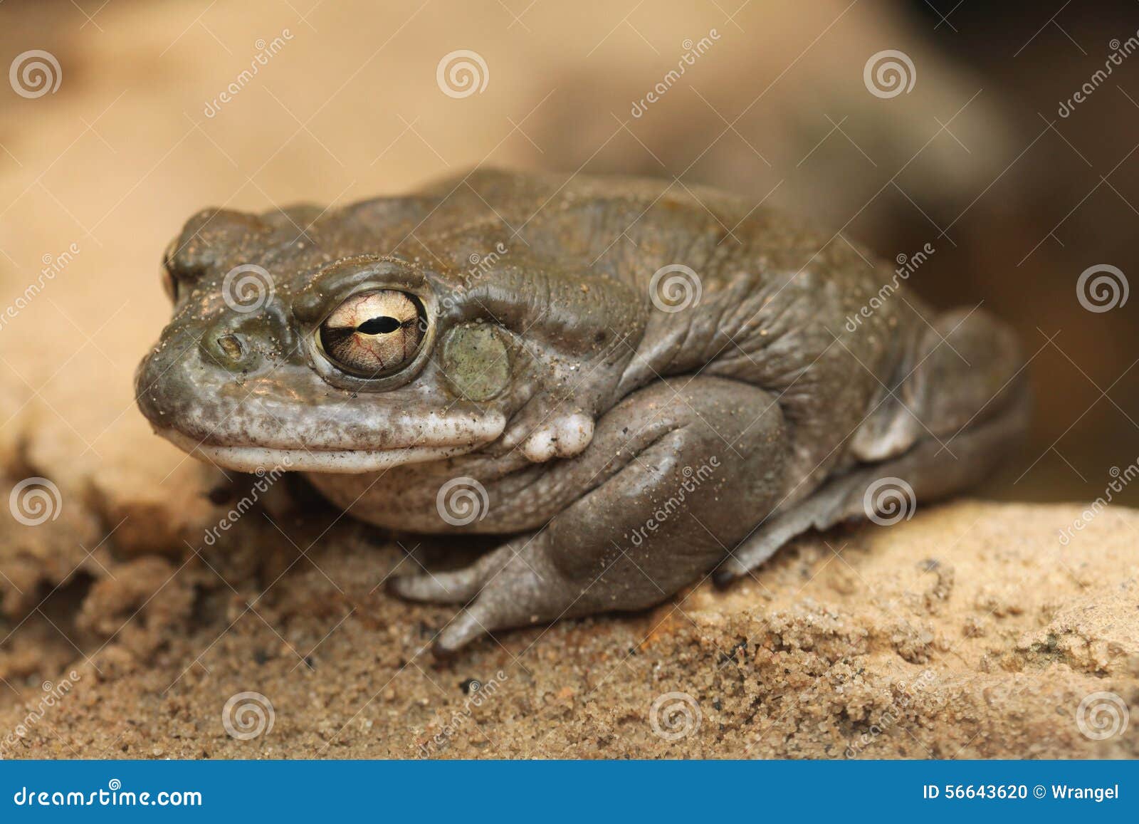 colorado river toad (incilius alvarius).