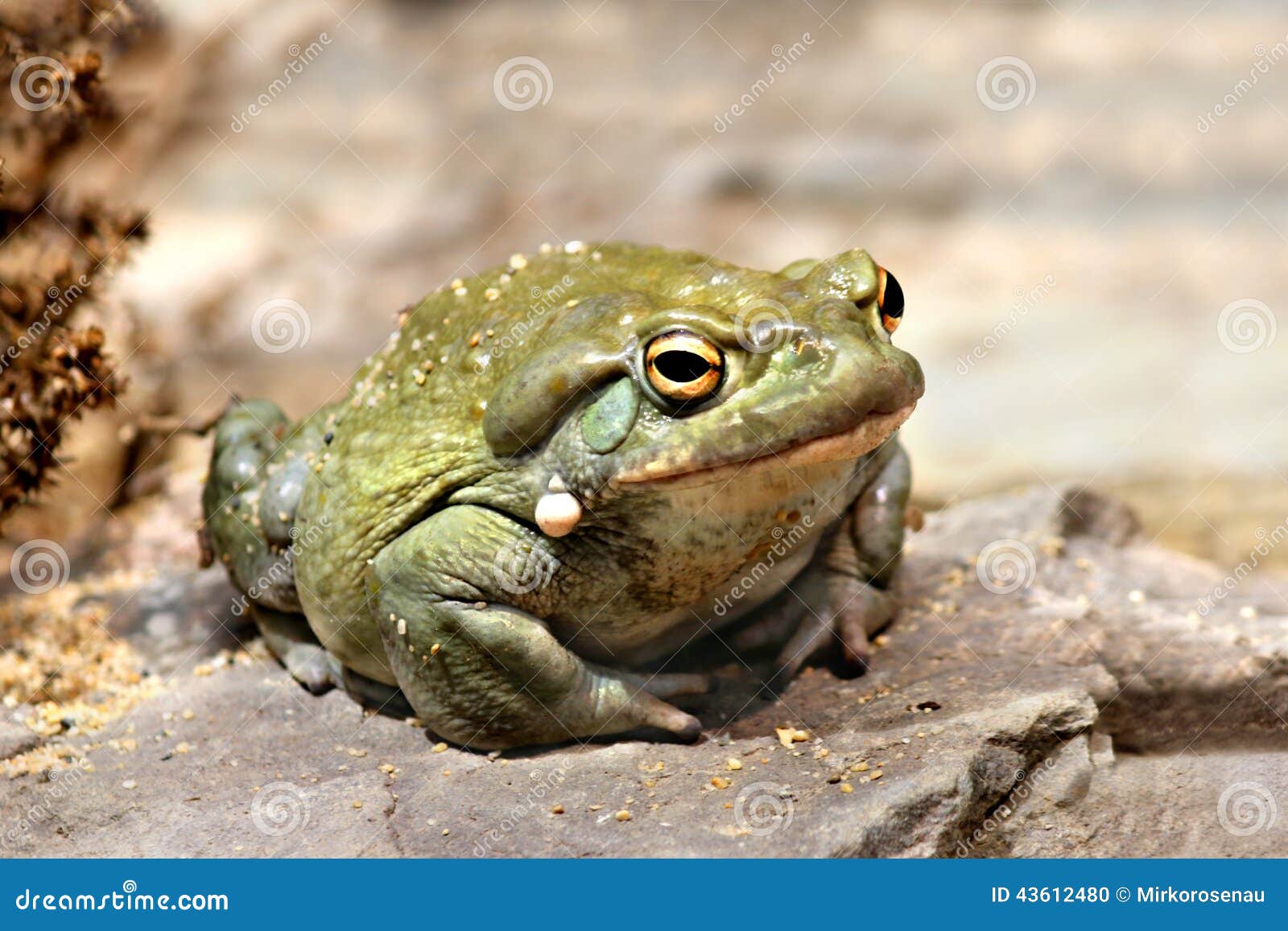 colorado river toad incilius bufo alvarius