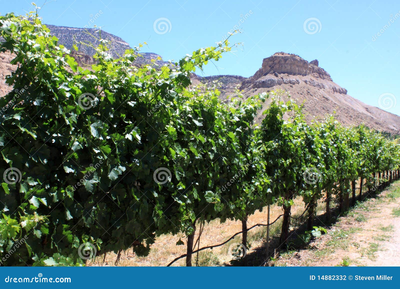 Colorado Vineyard stock photo. Image of wine, production 14882332