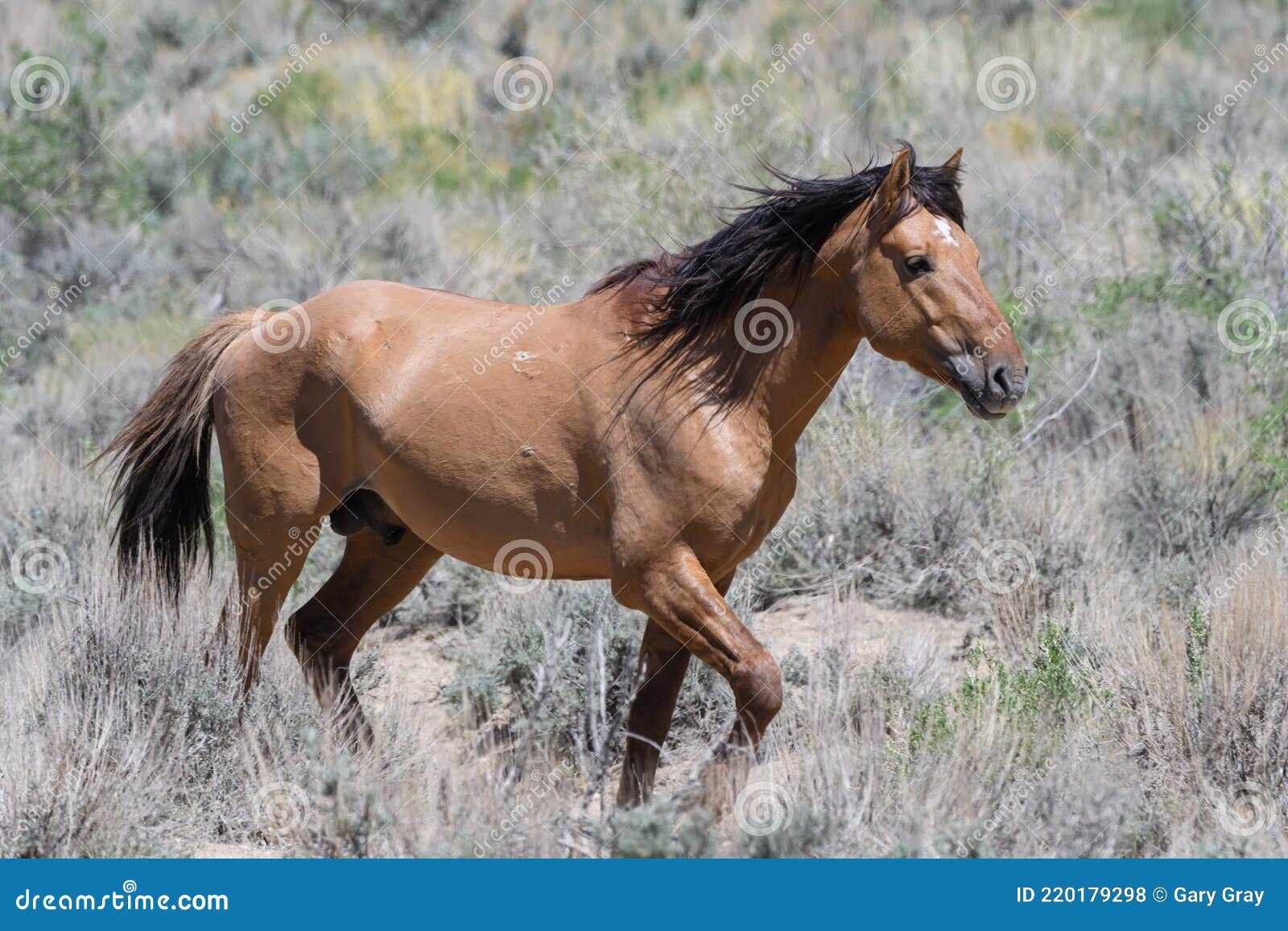 wild mustang horses in colorado