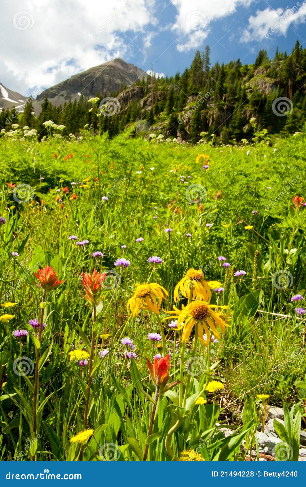 Colorado Wildflowers and Snowcapped Mountains Stock Photo Image of