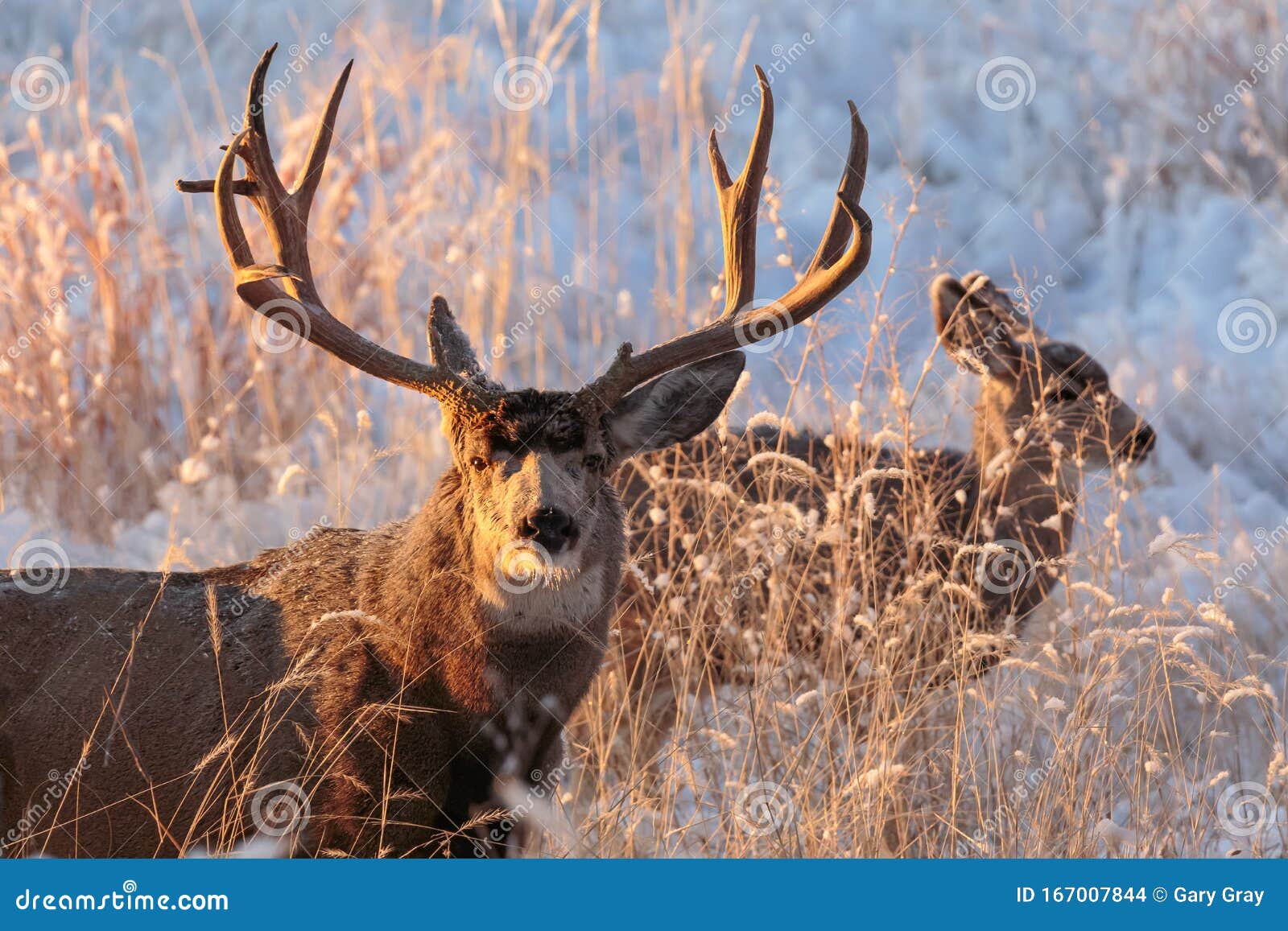 Colorado Wildlife Wild Mule Deer Op De Hoge Vlakten Van Colorado Stock ...