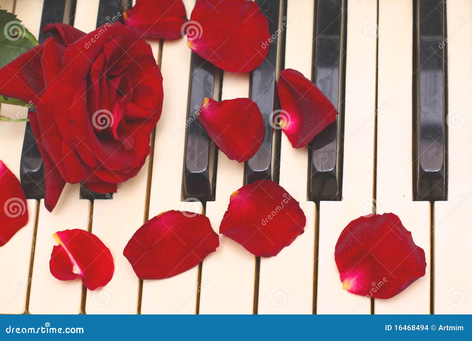 Colore Rosso Di Rosa Petali Tasti In Bianco E Nero Del Piano Fotografia Stock Immagine Di Saluto Romantico