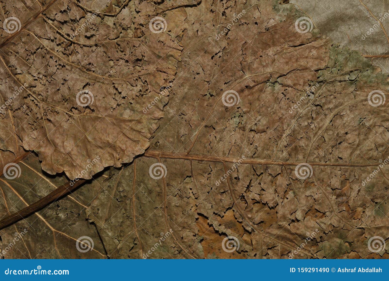 Colored Abstract Dried Leaves Textures Closeup Stock Photo - Image of ...