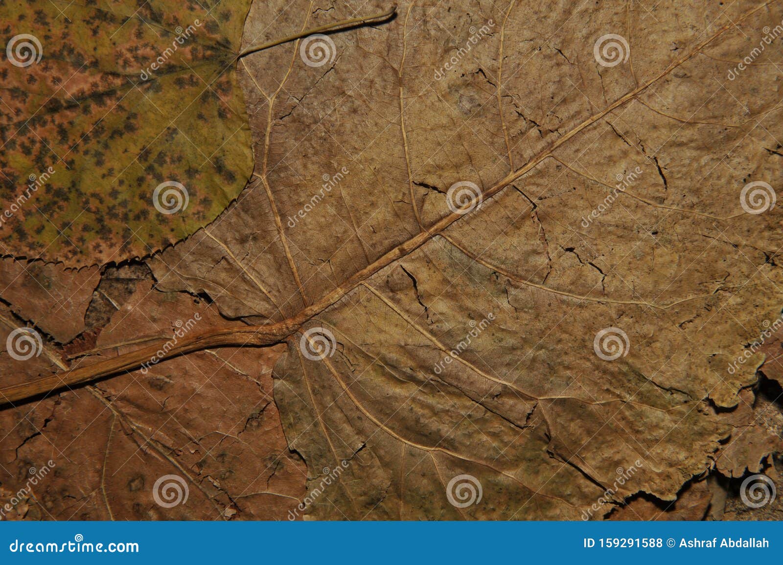 Colored Abstract Dried Leaves Textures Closeup Stock Photo - Image of ...