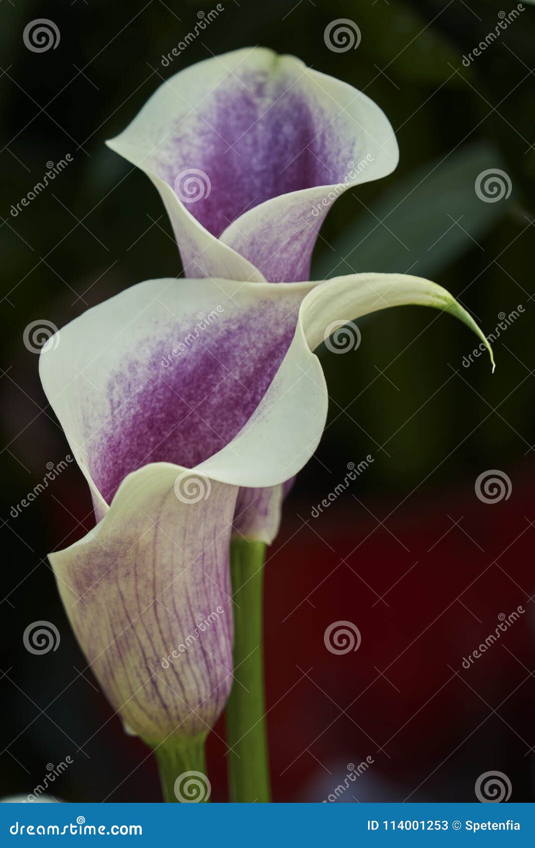 Colored Calla Lily In Bloom Stock Image - Image of bloom, nature: 114001253