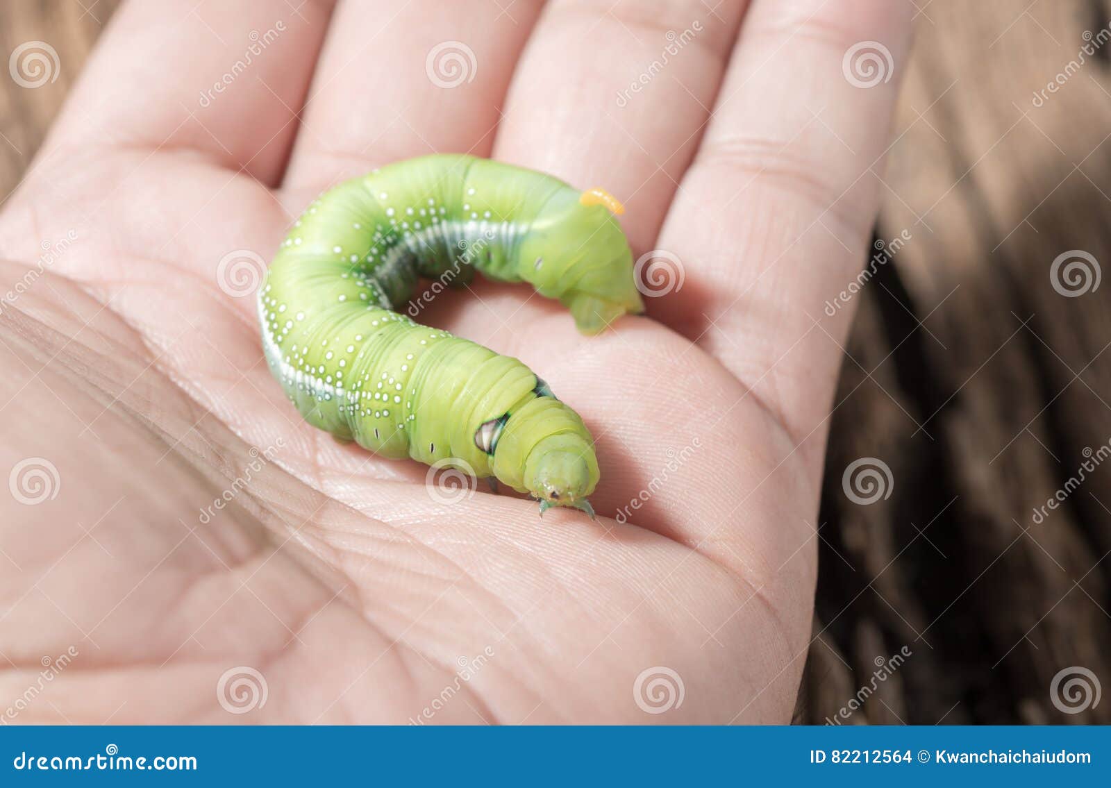 Colored Caterpillar or Green Worm in Hand. Stock Photo - Image of larvae,  colored: 82212564