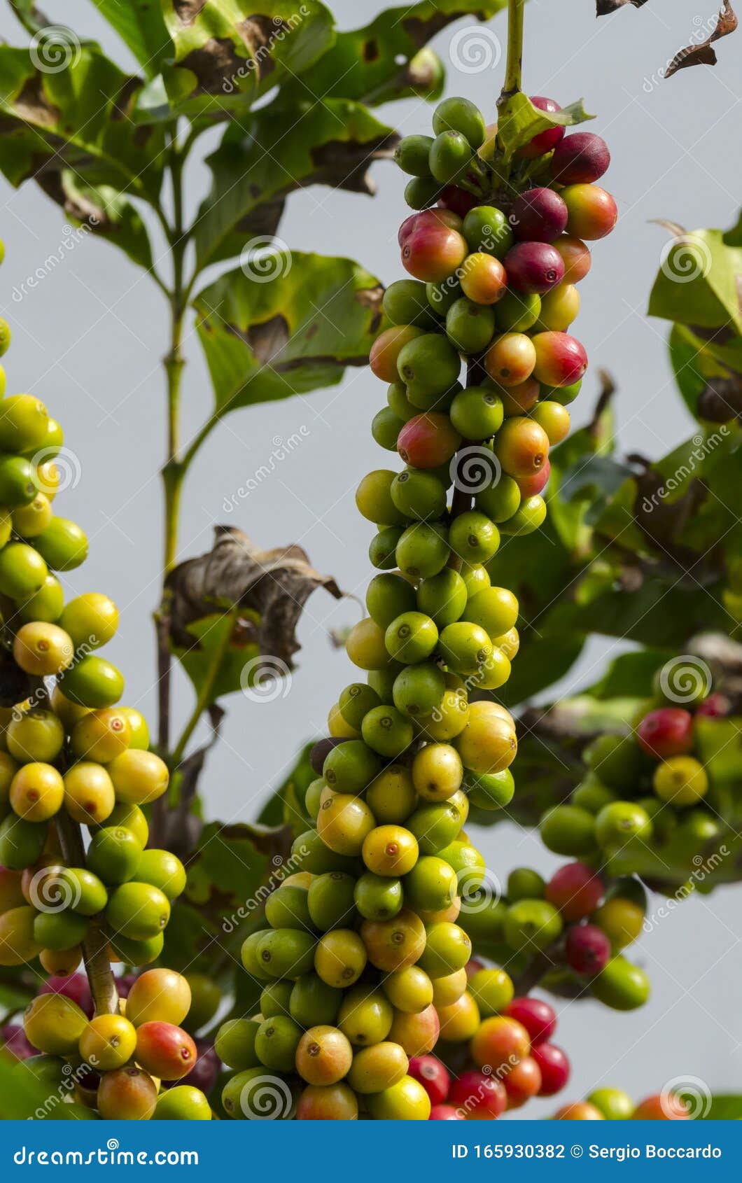 Colored Coffee Berries on the Coffee Tree Stock Photo Image of tree
