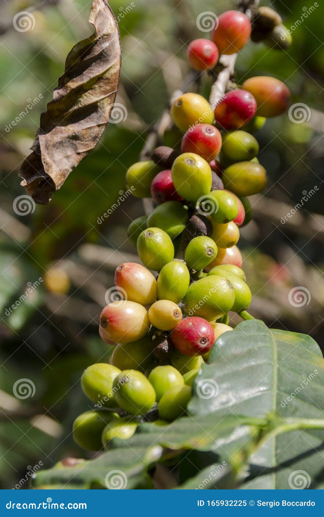 Colored Coffee Berries on the Coffee Tree Stock Image Image of food, berries 165932225