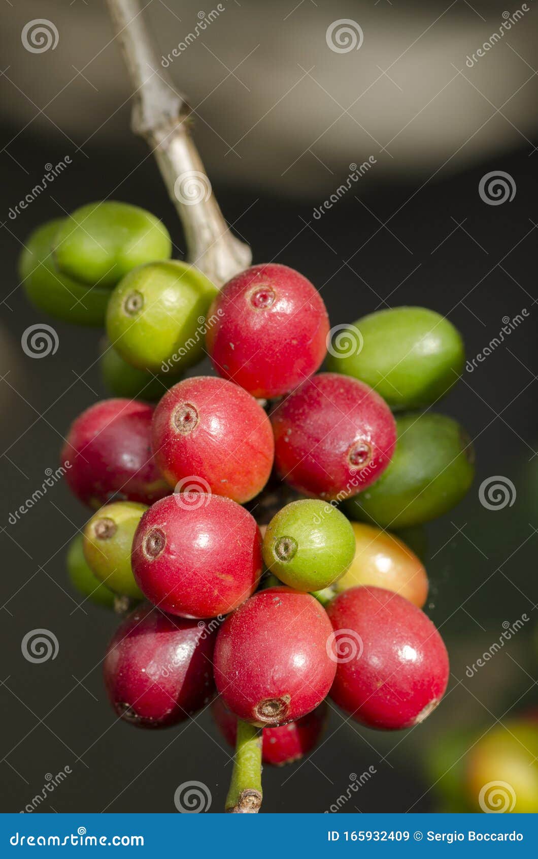 Colored Coffee Berries on the Coffee Tree Stock Image Image of