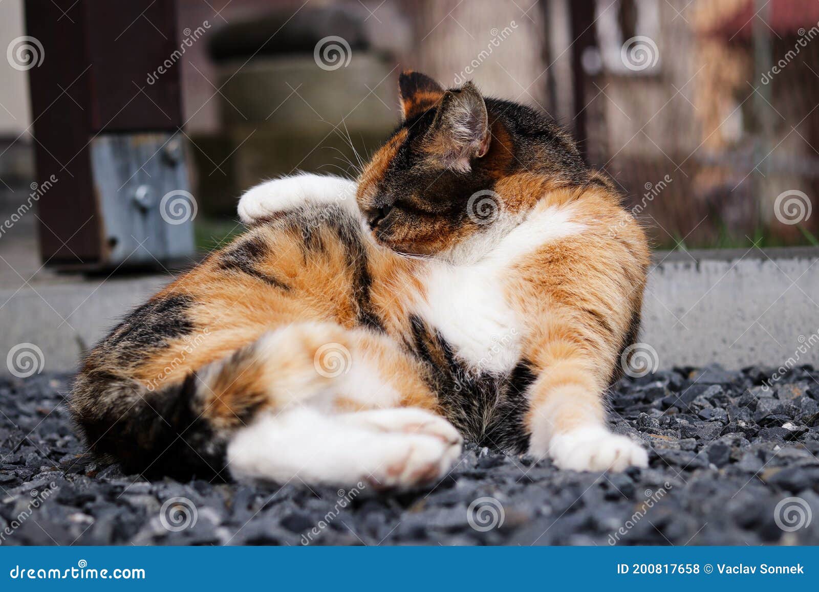 Colored Domesticated Cat Performs daily Cleansing of Its Fur Coat Using