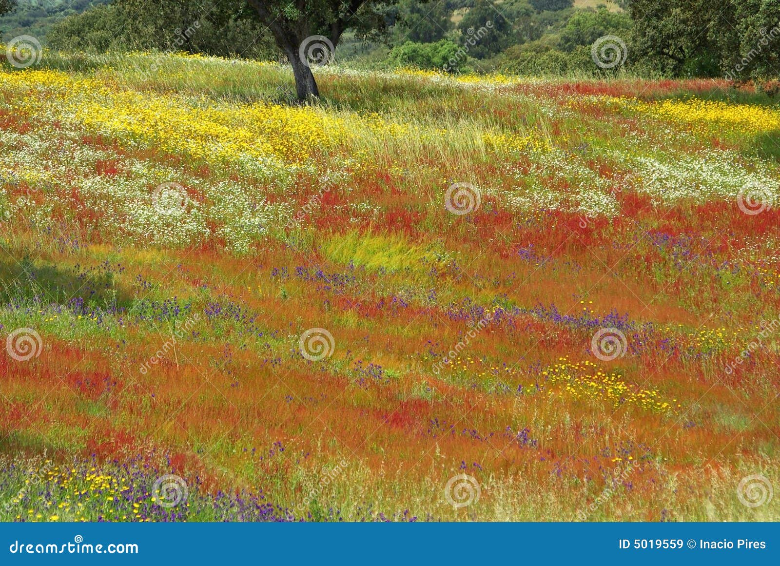 colored field in alentejo in the spring.