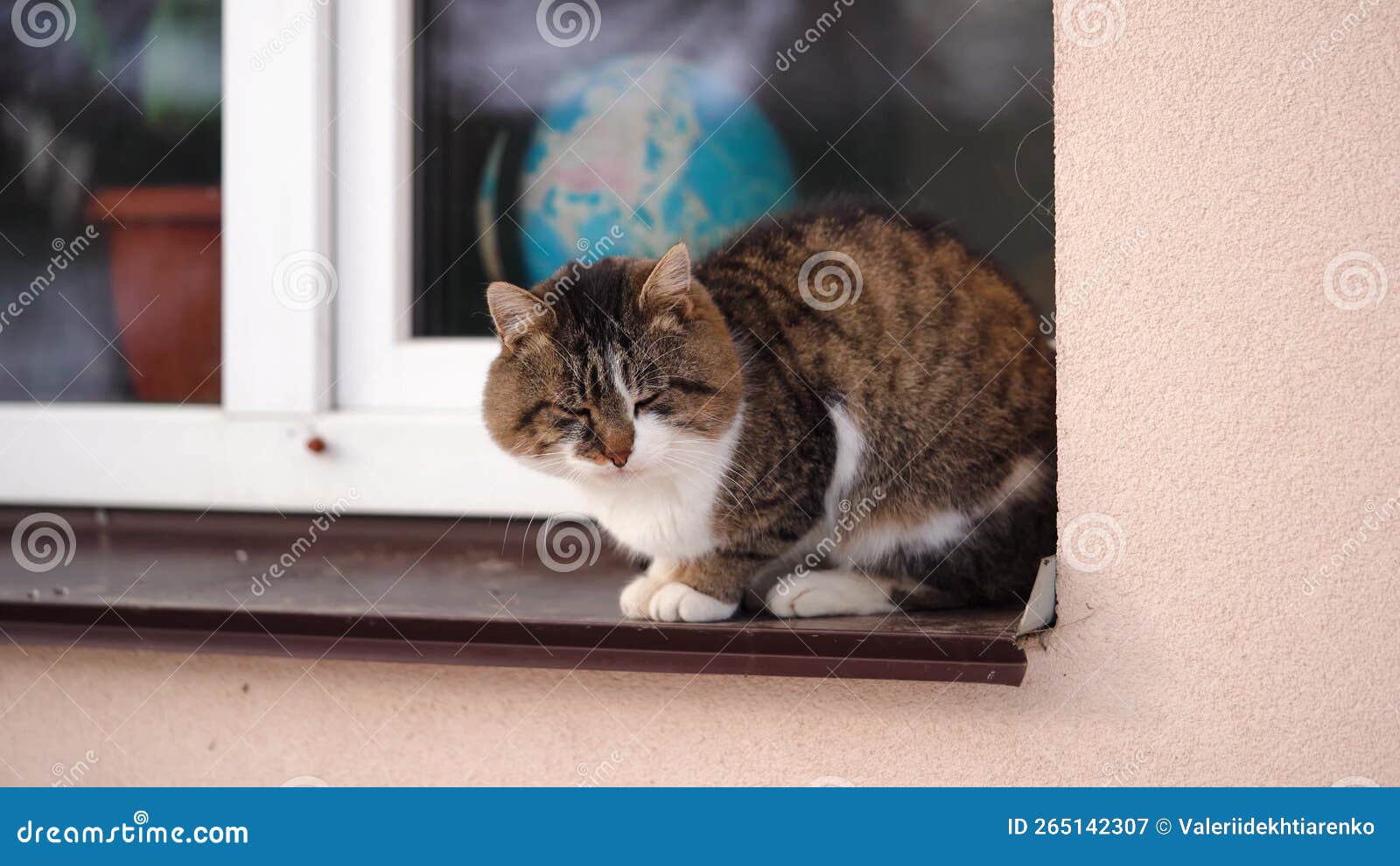 Colored Fluffy Cat Sitting on a Window Sill Outside Stock Video Video