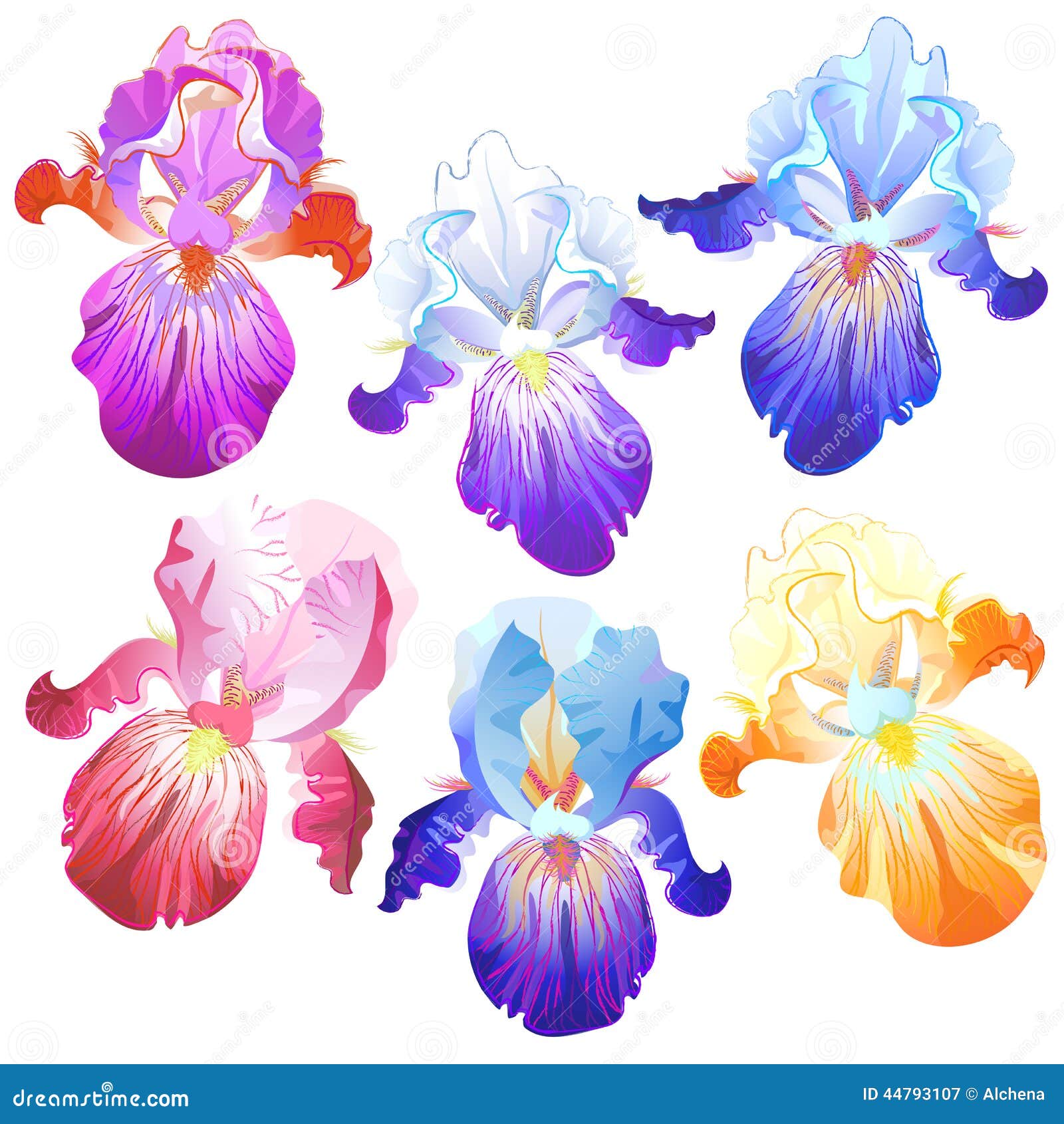 Colored Iris Flowers Isolated on the White Stock Vector ...