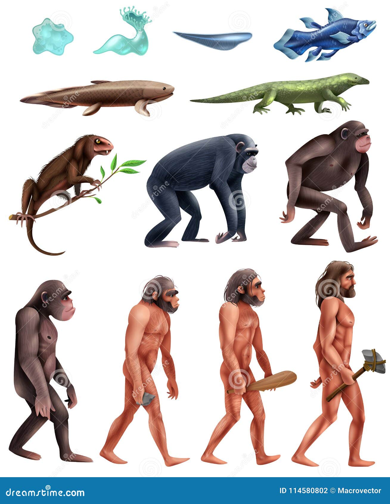 darwin evolution icon set
