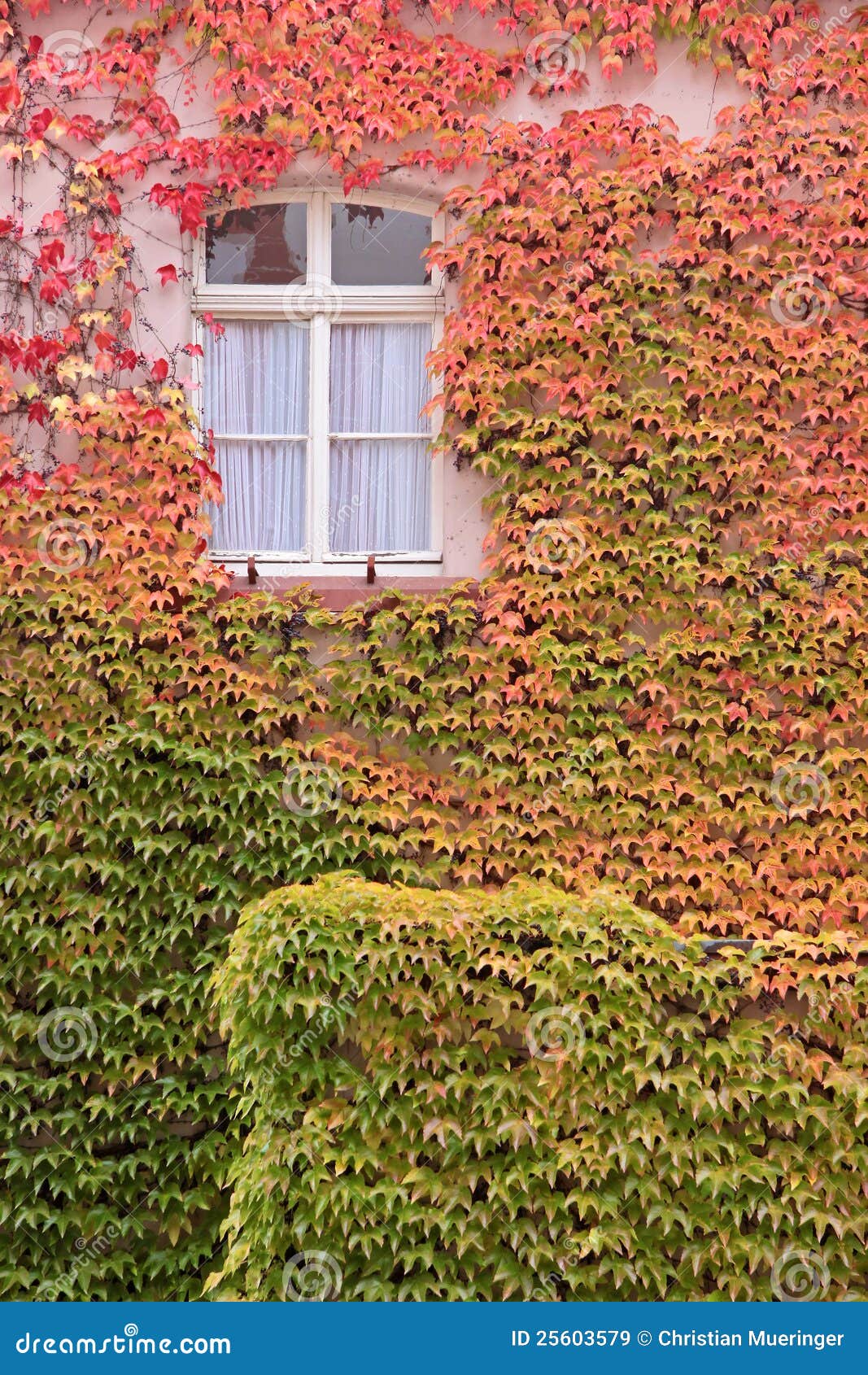 Colored Leaves of the Wild Vine on House Wall Stock Image Image of