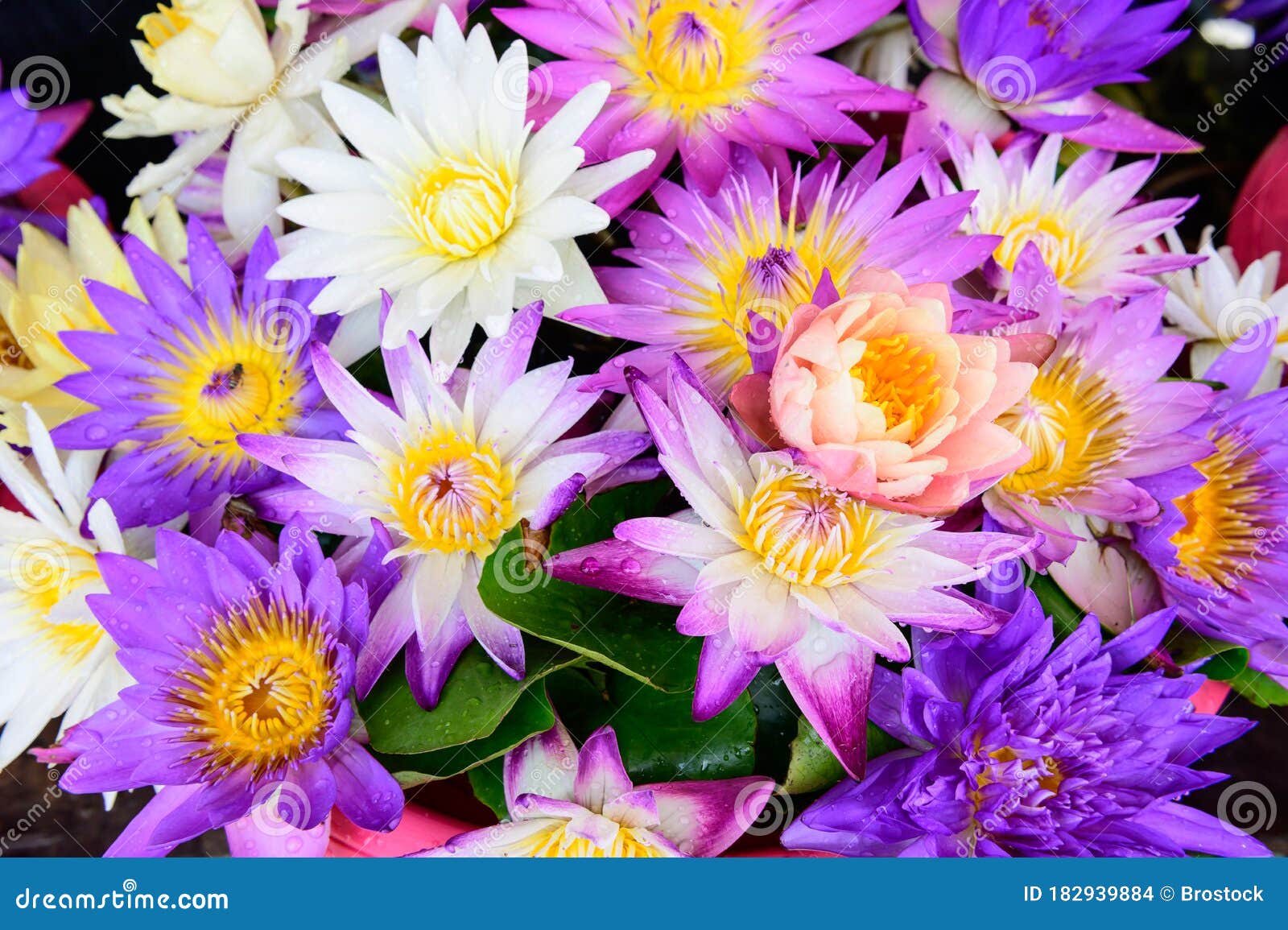 Colored Lotus Flowers Full Bloom Stock Photo Image of purple, petal
