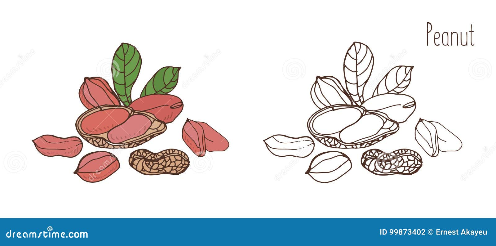 colored and monochrome drawings of peanut in shell and shelled with leaves. delicious edible drupe or nut hand drawn in