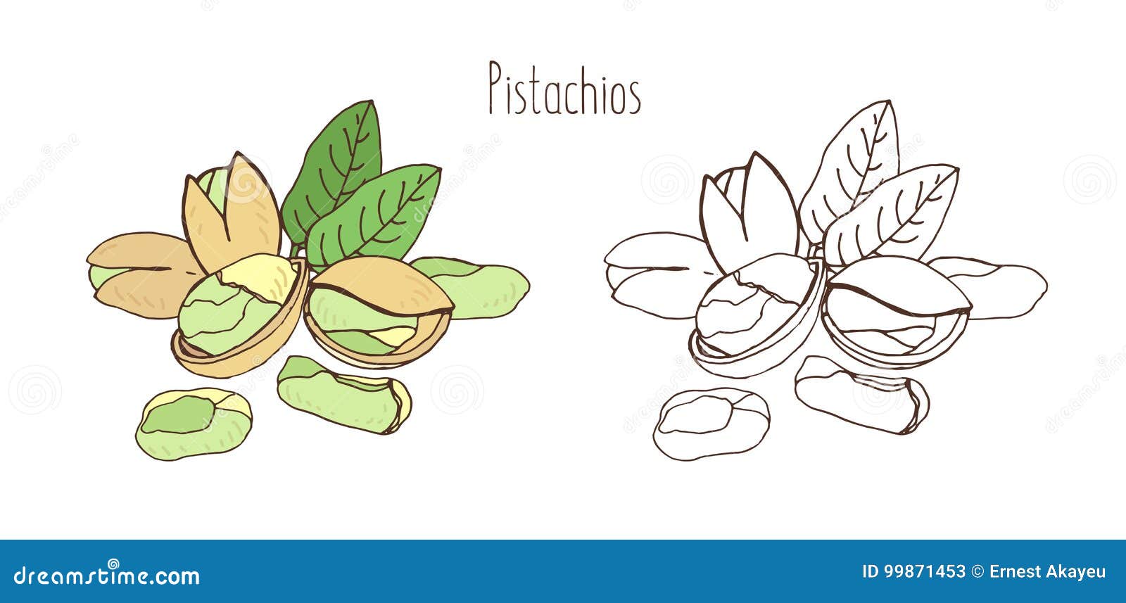colored and monochrome drawings of pistachios in shell and shelled with pair of leaves. delicious edible drupe or nut