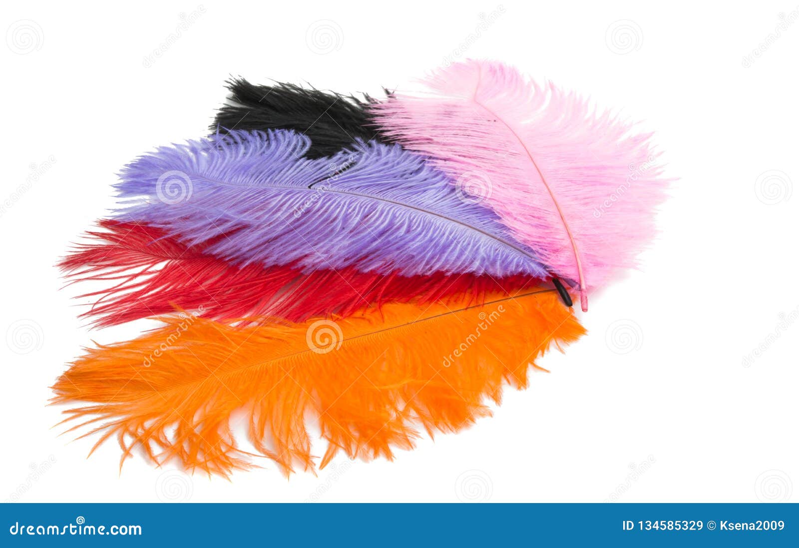 Colored Ostrich Feathers Isolated Stock Image Image of beautiful