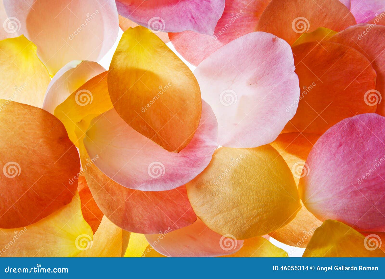 colored petals  on white background
