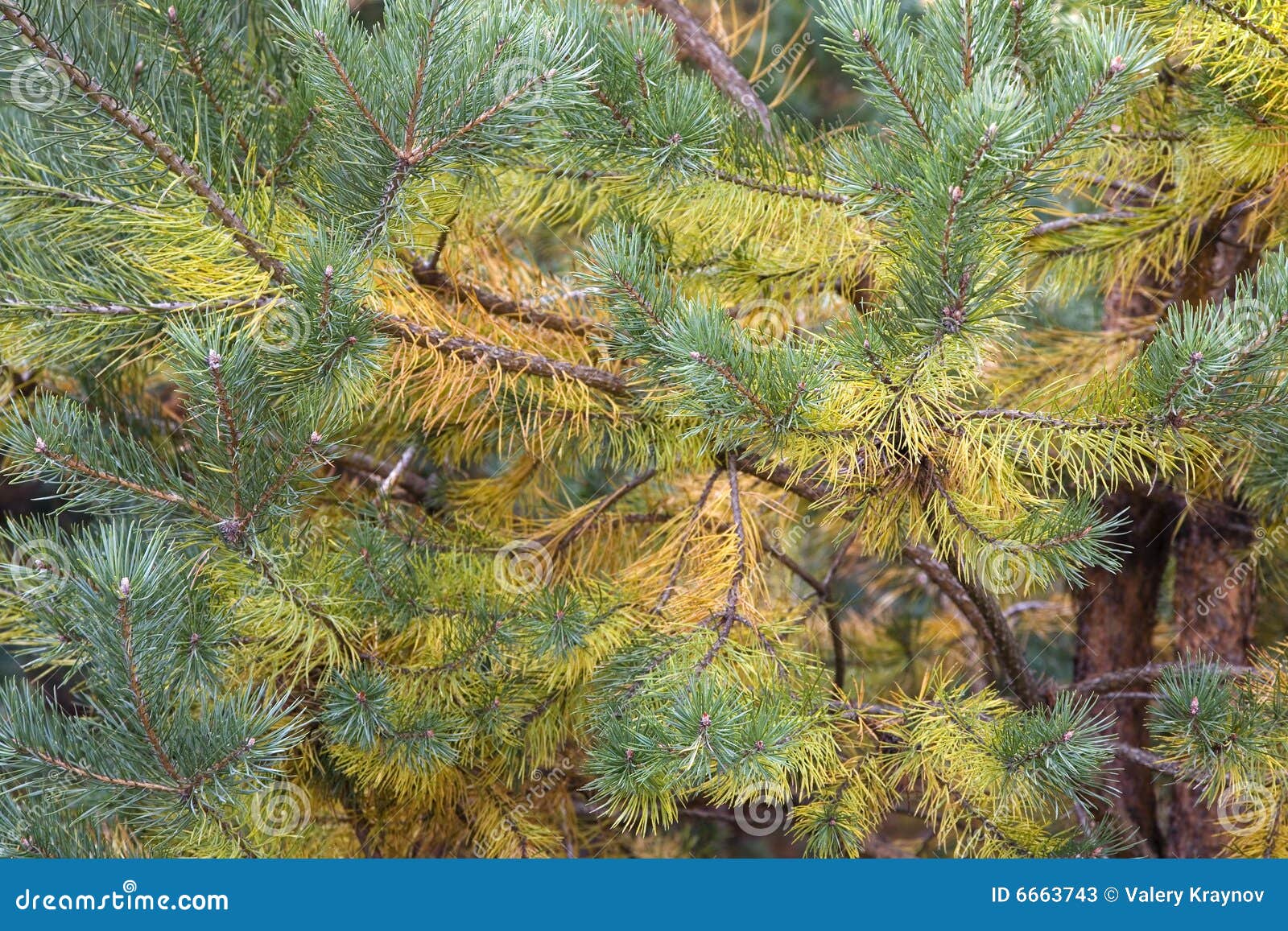 Colored pine branches stock image. Image of moss, outdoors 6663743