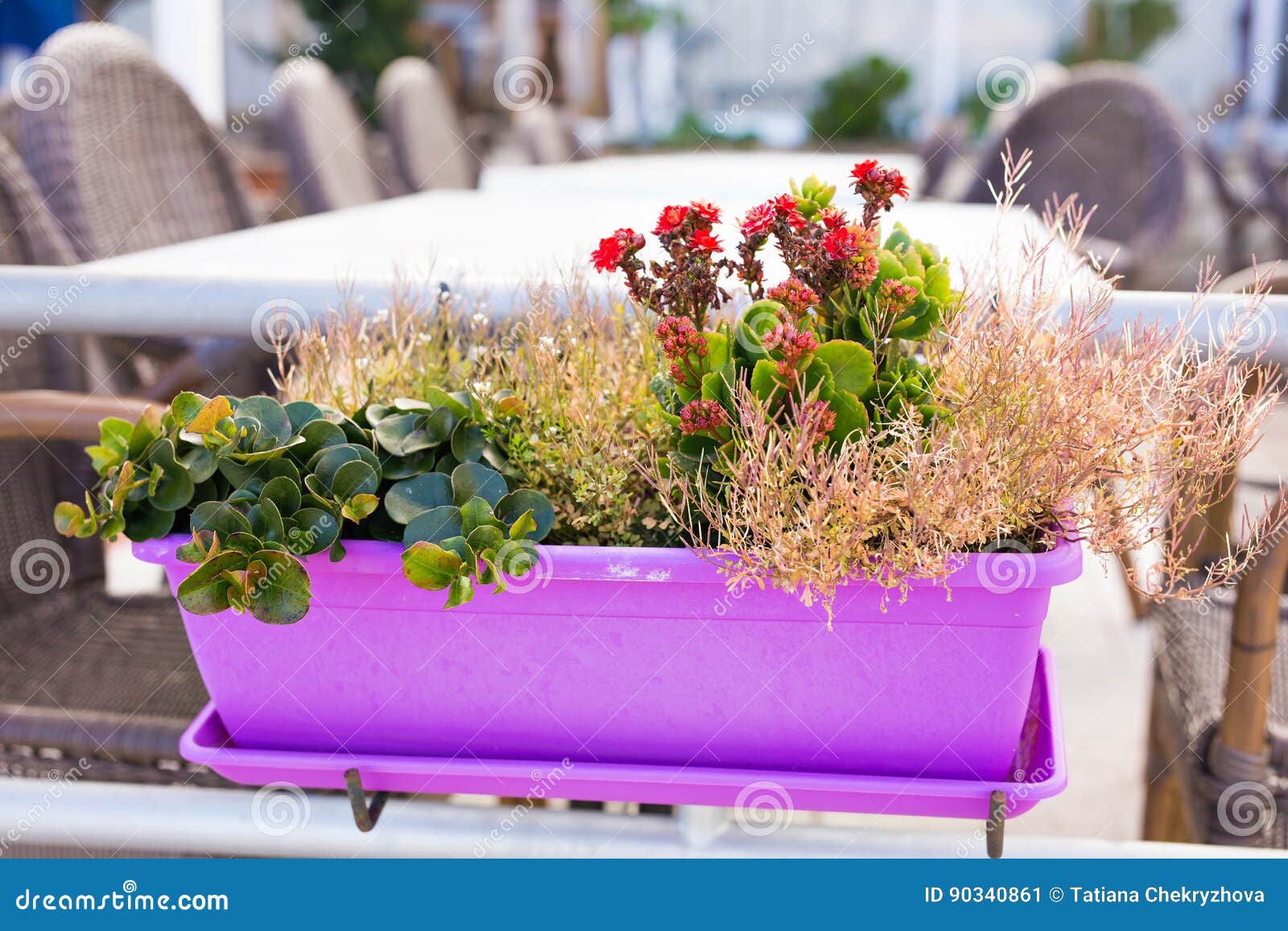 Colored potted plants stock image. Image of gardener 90340861
