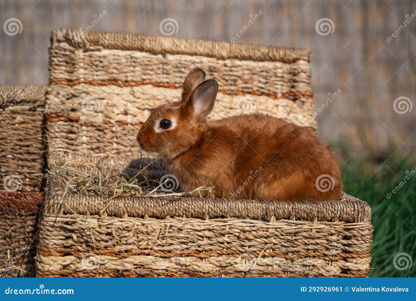 Colored Rabbit with a Color Like a Squirrel Sitting on a Wicker Basket on a Sunny Day before ...