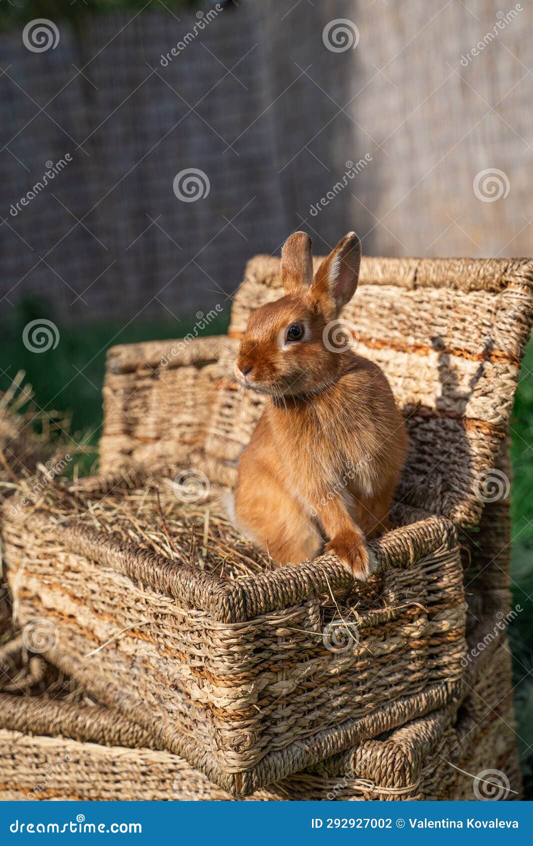 Colored Rabbit with a Color Like a Squirrel Sitting on a Wicker Basket on a Sunny Day before ...