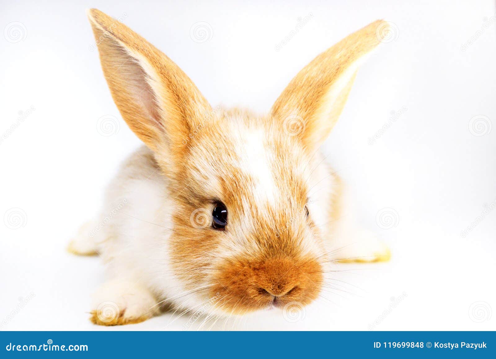 Colored Rabbit with a Nice Muzzle on a White Background Stock Photo ...