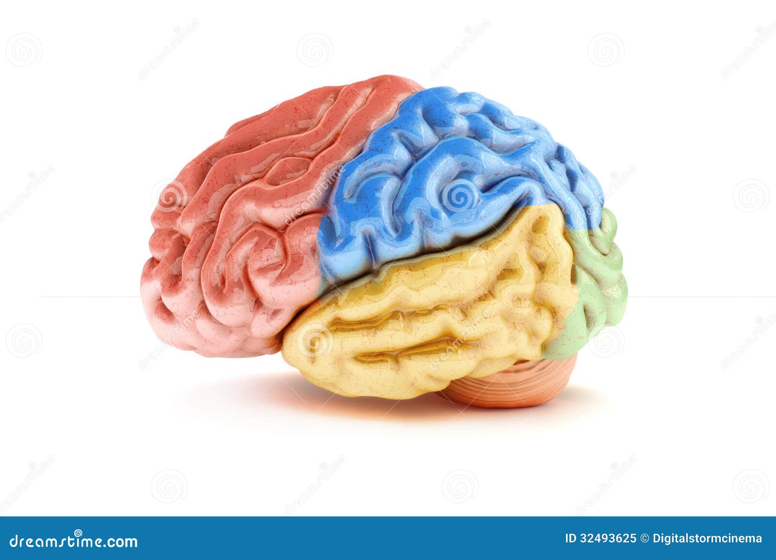 colored sections of a human brain