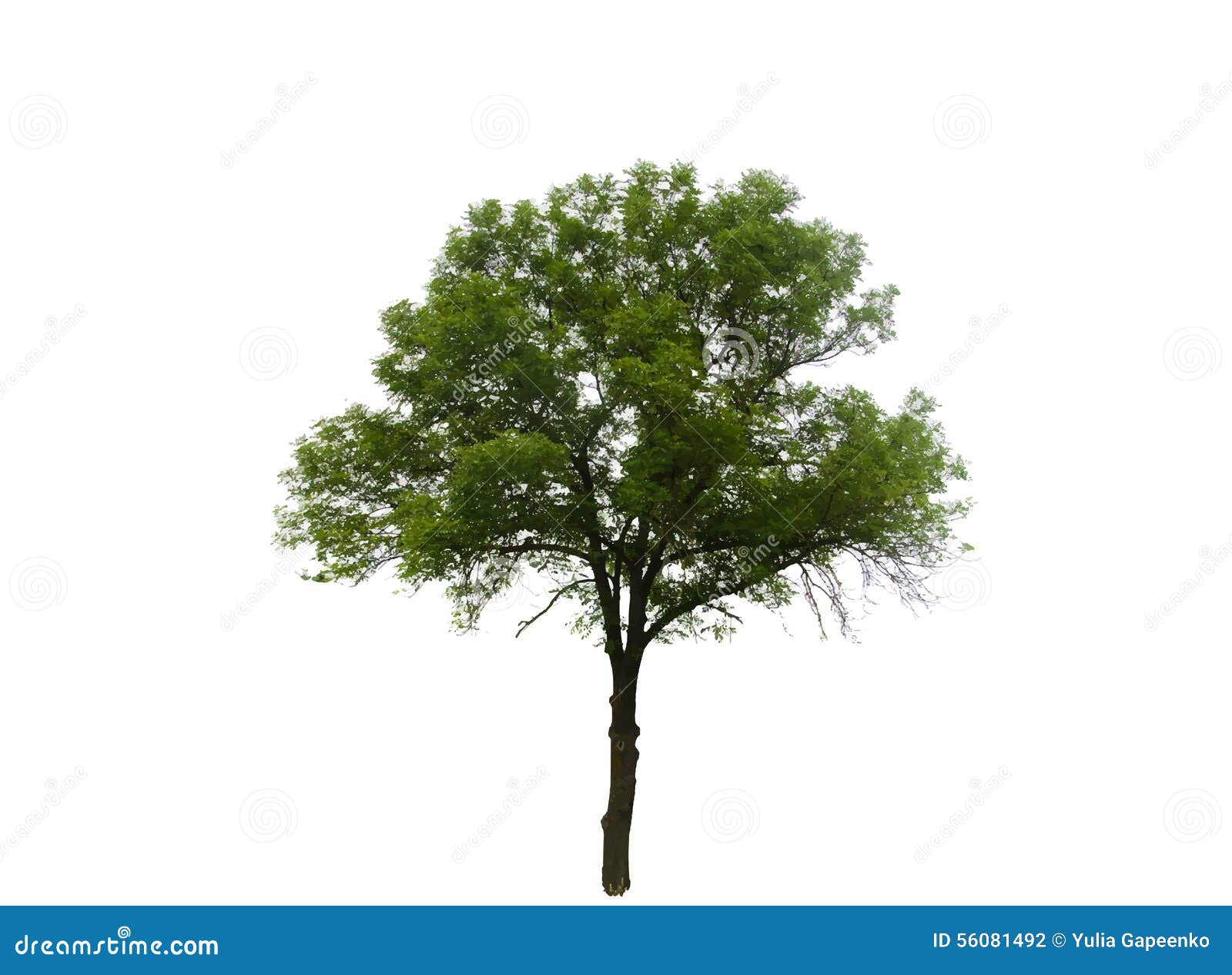 Colored Silhouette Tree Isolated on White Backgorund. Vector Illustration. EPS10